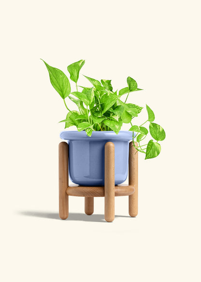 Golden Pothos in a 6 inches Fat Lip Blue Planter in a Beech Wood Stand