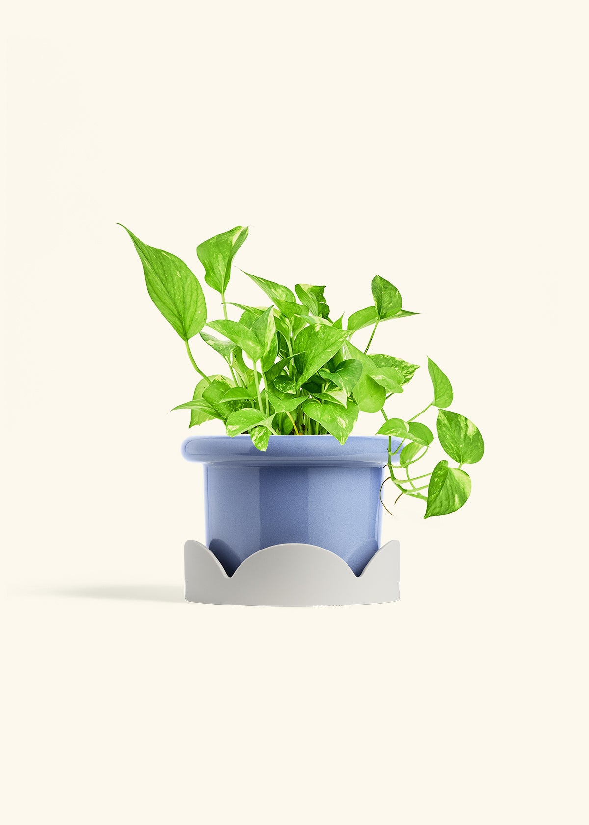 Golden Pothos in a 6 inches Fat Lip Blue Planter in a Oat Petal Drip Tray