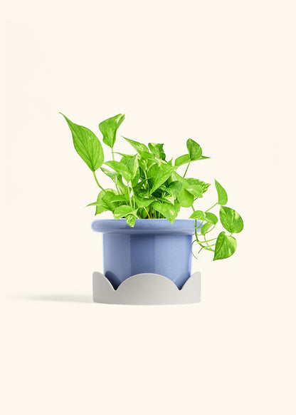 Golden Pothos in a 6 inches Fat Lip Blue Planter in a Oat Petal Drip Tray