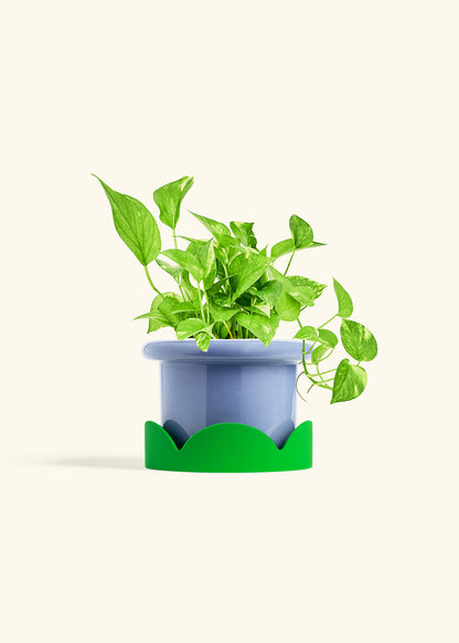 Golden Pothos in a 6 inches Fat Lip Blue Planter in a Shamrock Petal Drip Tray