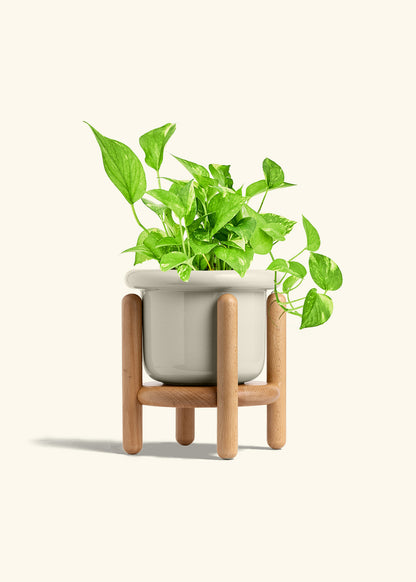Golden Pothos in a 6 inches Fat Lip Oat Planter in a Beech Wood Stand