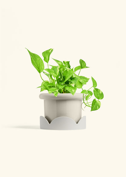 Golden Pothos in a 6 inches Fat Lip Oat Planter in a Oat Petal Drip Tray