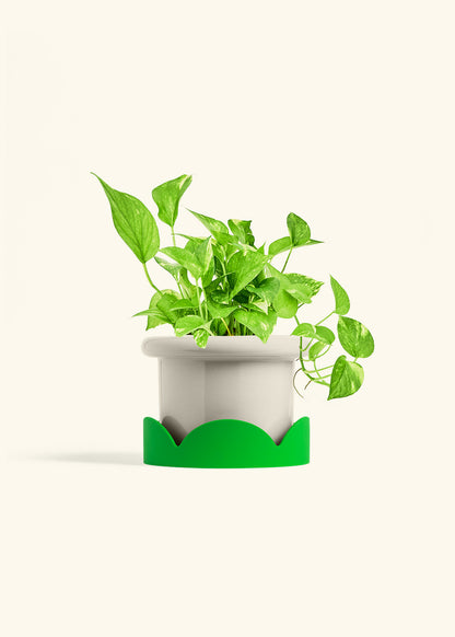 Golden Pothos in a 6 inches Fat Lip Oat Planter in a Shamrock Petal Drip Tray