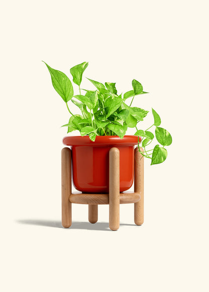 Golden Pothos in a 6 inches Fat Lip Red Planter in a Beech Wood Stand