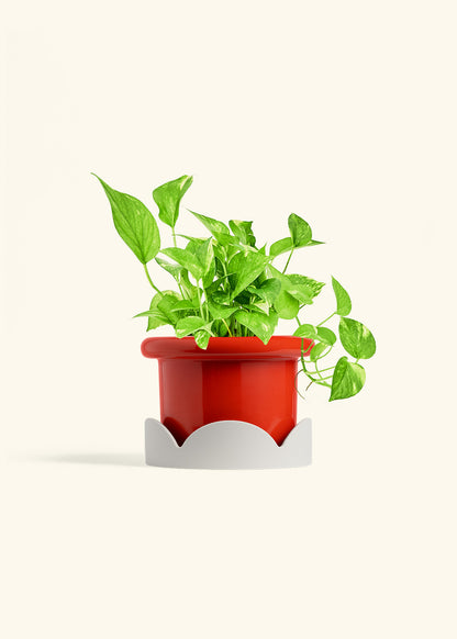 Golden Pothos in a 6 inches Fat Lip Red Planter in a Oat Petal Drip Tray
