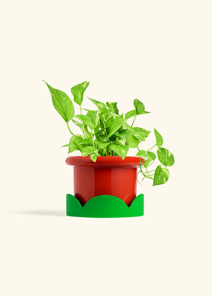 Golden Pothos in a 6 inches Fat Lip Red Planter in a Shamrock Petal Drip Tray