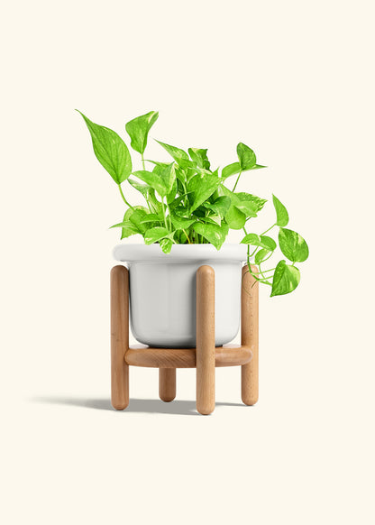 Golden Pothos in a 6 inches Fat Lip White Planter in a Beech Wood Stand