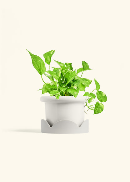 Golden Pothos in a 6 inches Fat Lip White Planter in a Oat Petal Drip Tray