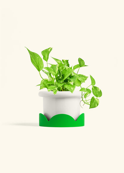 Golden Pothos in a 6 inches Fat Lip White Planter in a Shamrock Petal Drip Tray