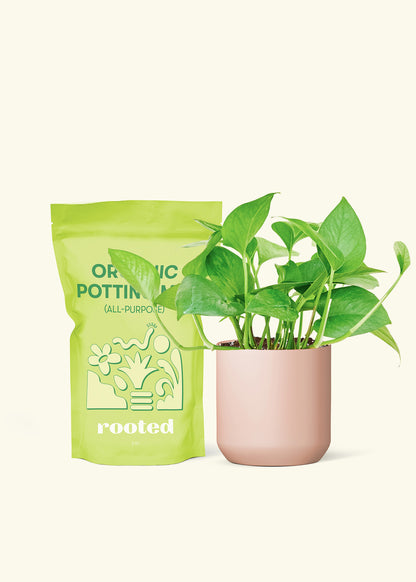 Small Pothos 'Jade' in a pink cylinder pot and a bag of soil.