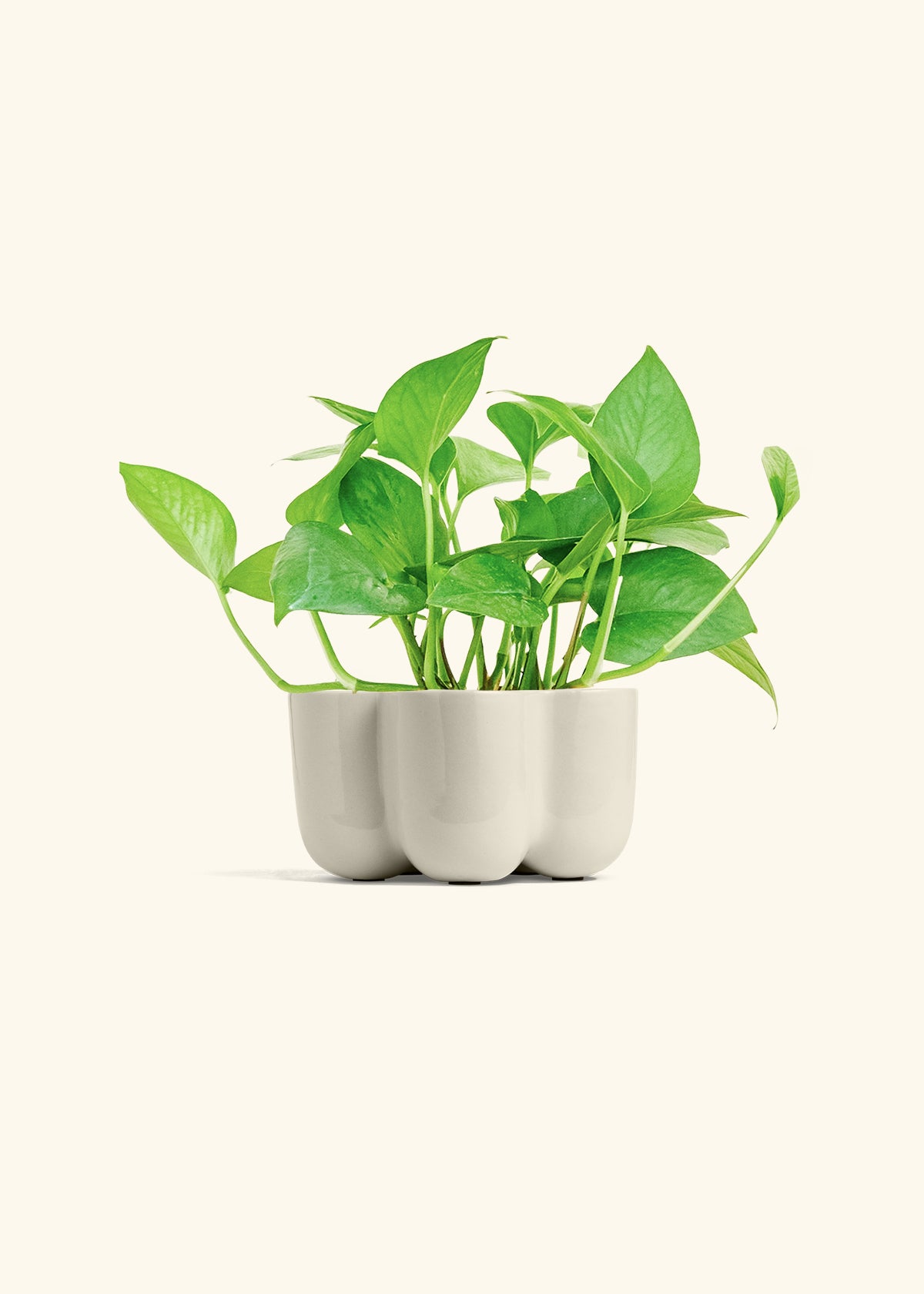Jade Pothos in a 4 inches in a Oat Petal Planter