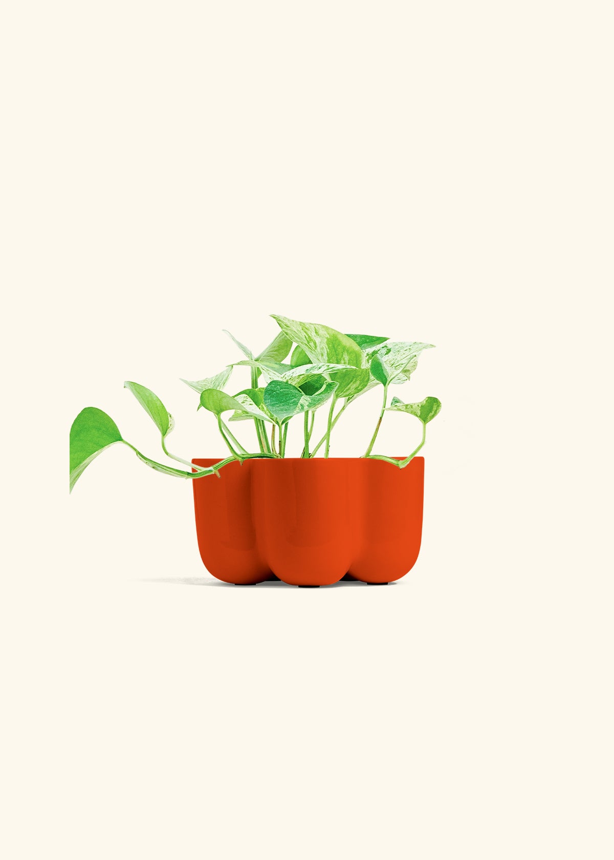 Pothos Marble Queen in a 4 inches in a Red Petal Planter