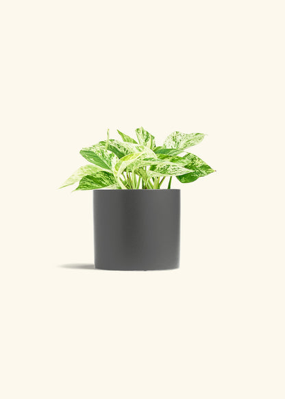 Pothos Marble Queen in a 6 inches Charcoal Classic Cylinder Planter 