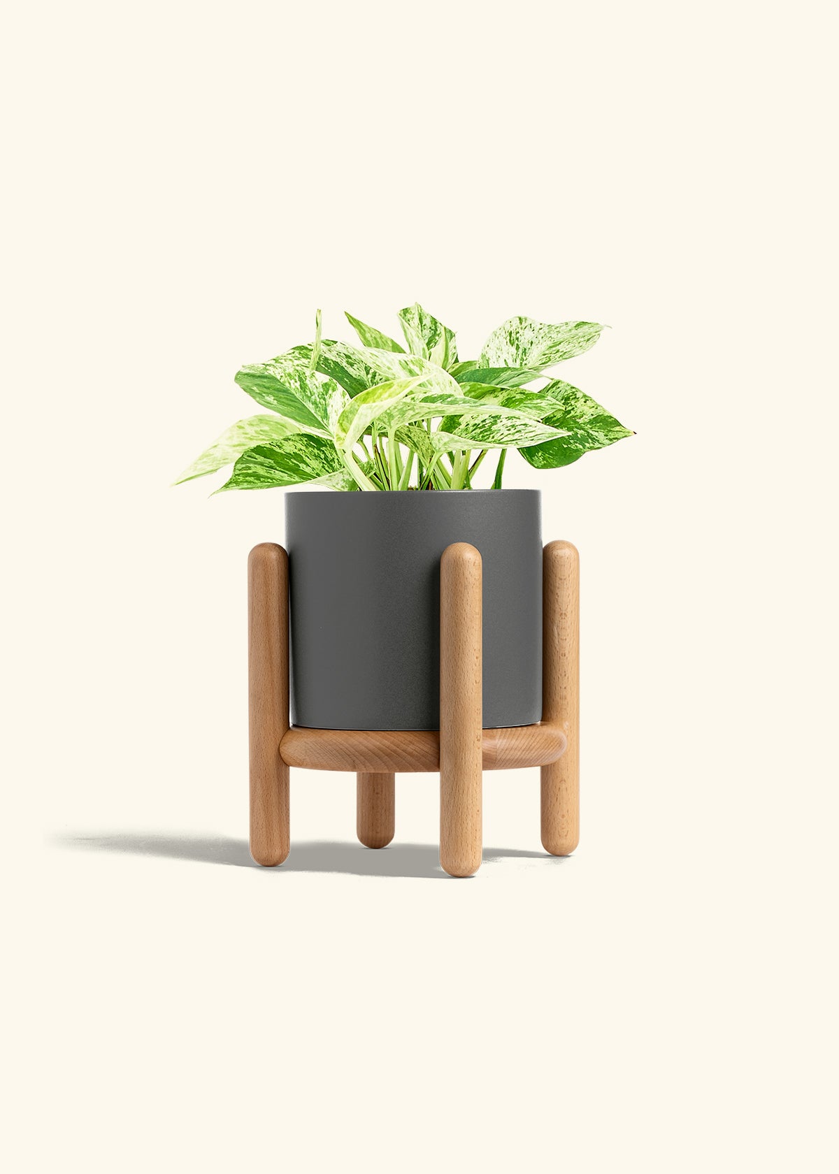 Pothos Marble Queen in a 6 inches Charcoal Classic Cylinder Planter in a Beech Wood Stand