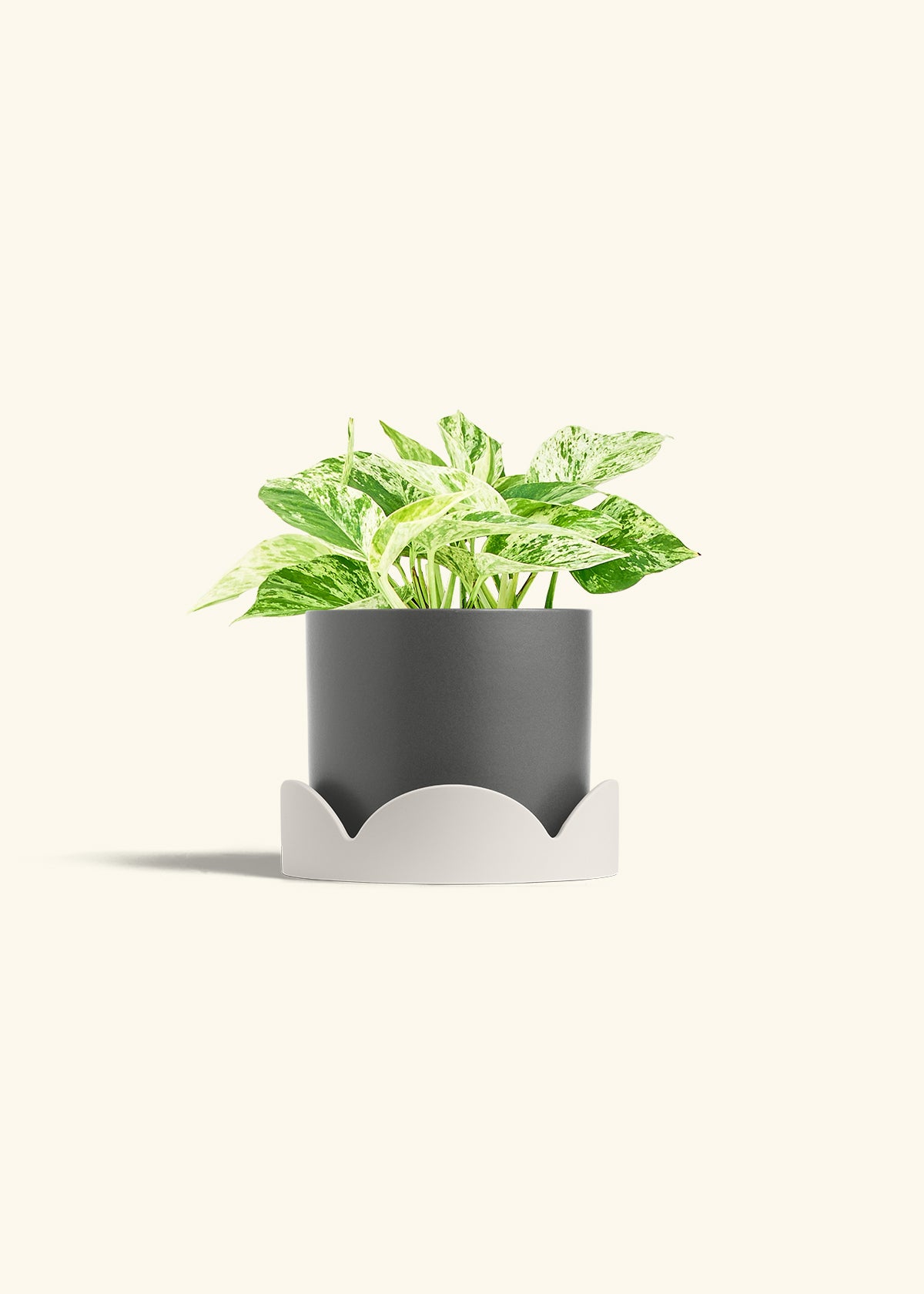 Pothos Marble Queen in a 6 inches Charcoal Classic Cylinder Planter in a Oat Petal Drip Tray
