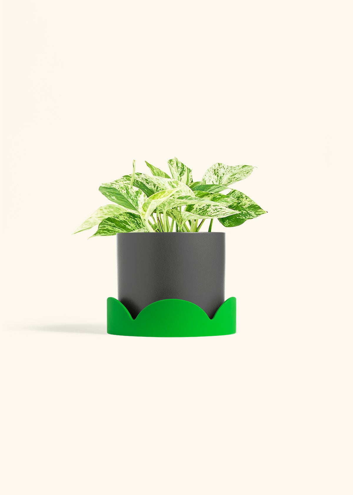 Pothos Marble Queen in a 6 inches Charcoal Classic Cylinder Planter in a Shamrock Petal Drip Tray