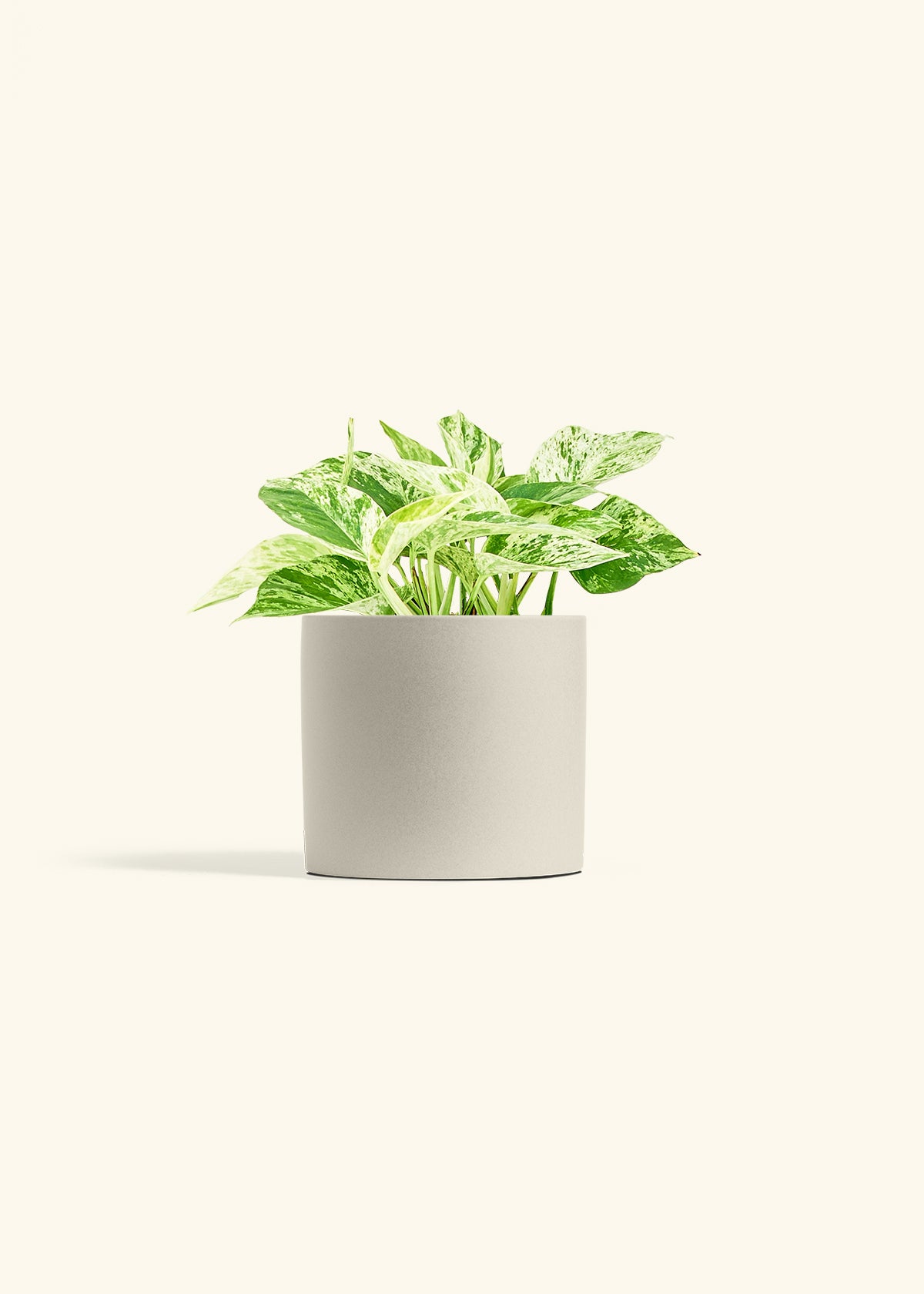 Pothos Marble Queen in a 6 inches Oat Classic Cylinder Planter 