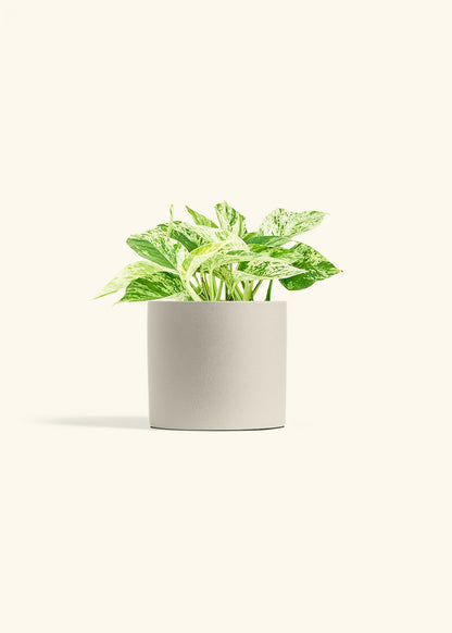 Pothos Marble Queen in a 6 inches Oat Classic Cylinder Planter 