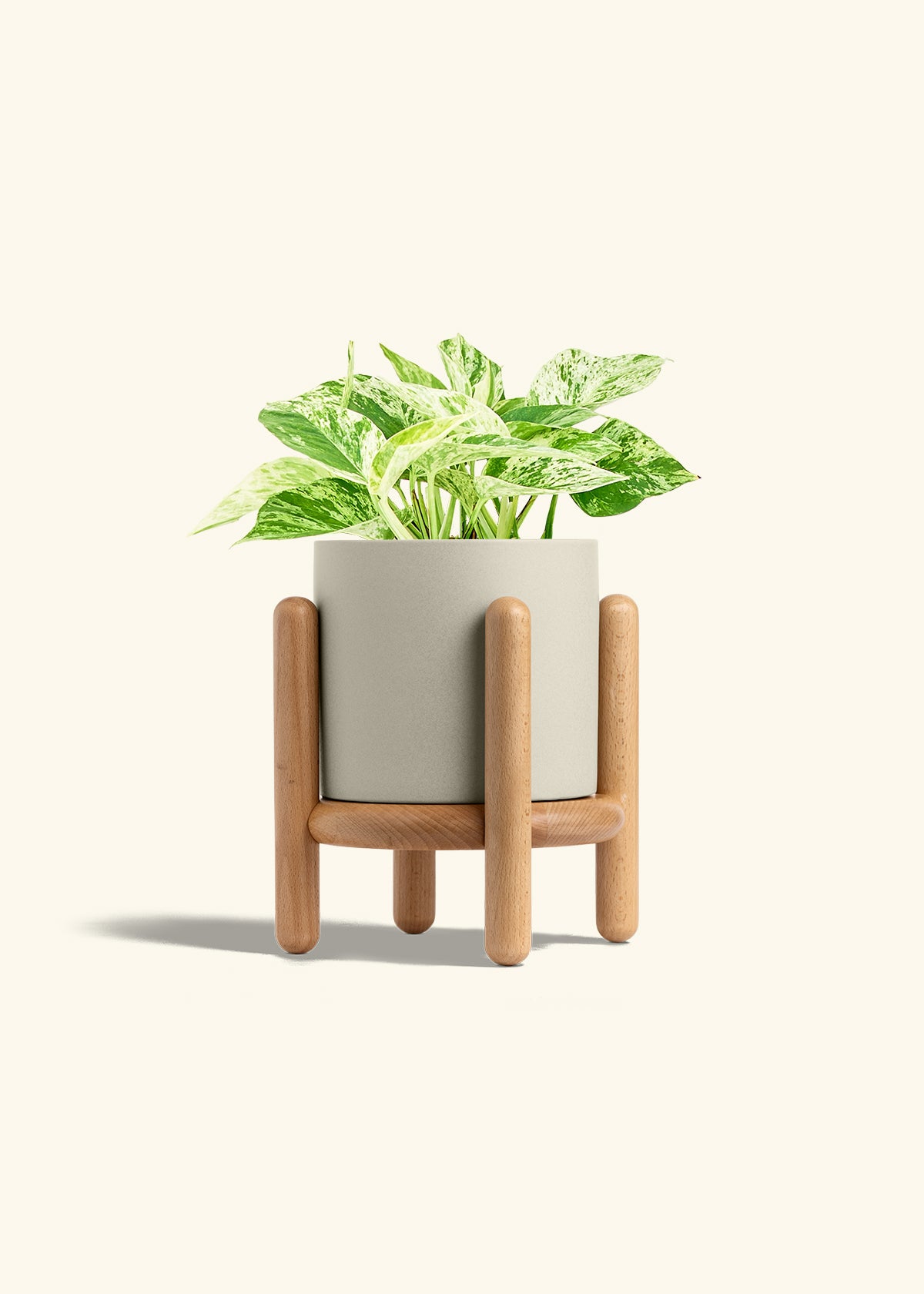 Pothos Marble Queen in a 6 inches Oat Classic Cylinder Planter in a Beech Wood Stand