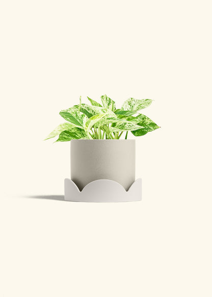 Pothos Marble Queen in a 6 inches Oat Classic Cylinder Planter in a Oat Petal Drip Tray