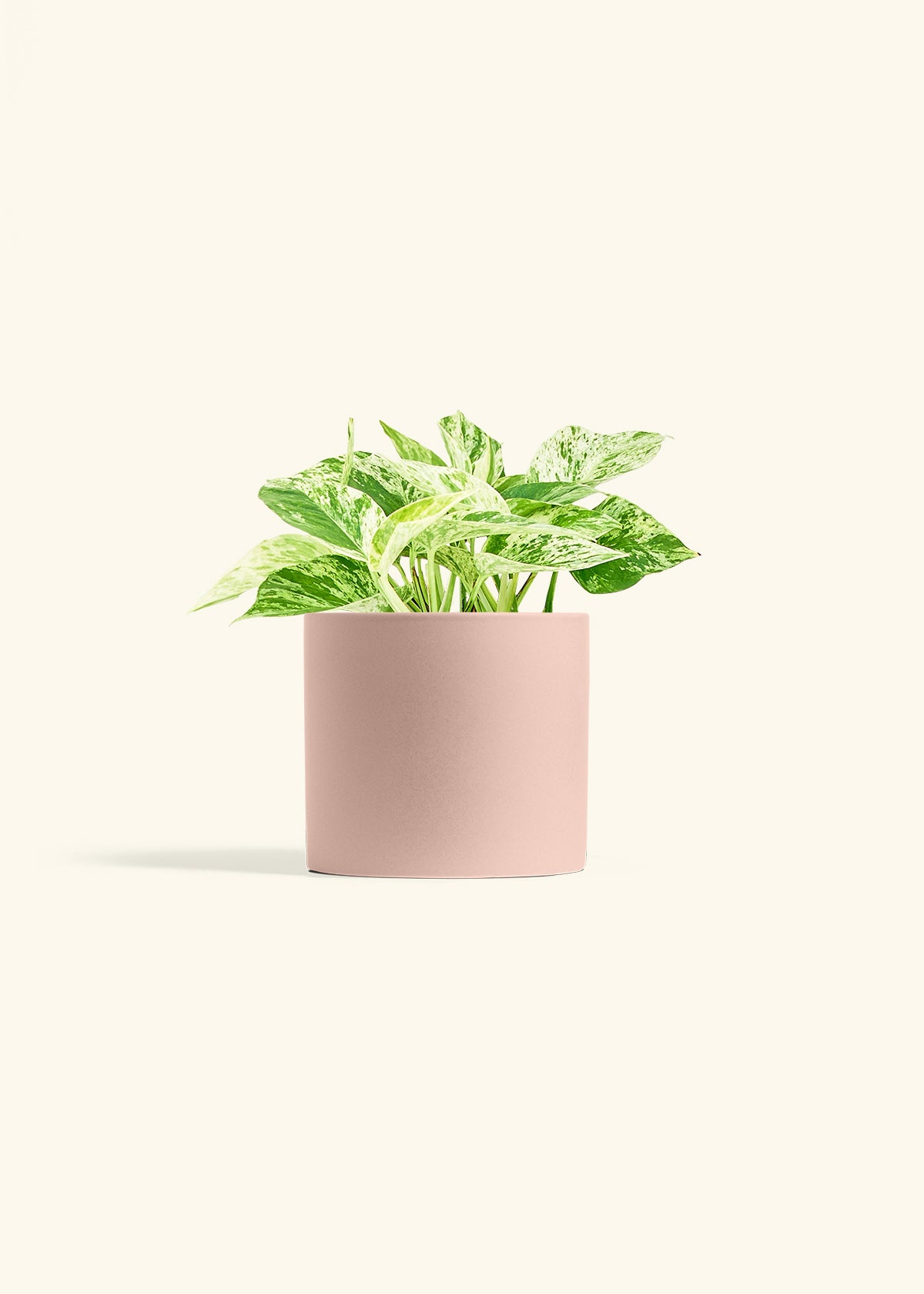 Pothos Marble Queen in a 6 inches Pink Classic Cylinder Planter