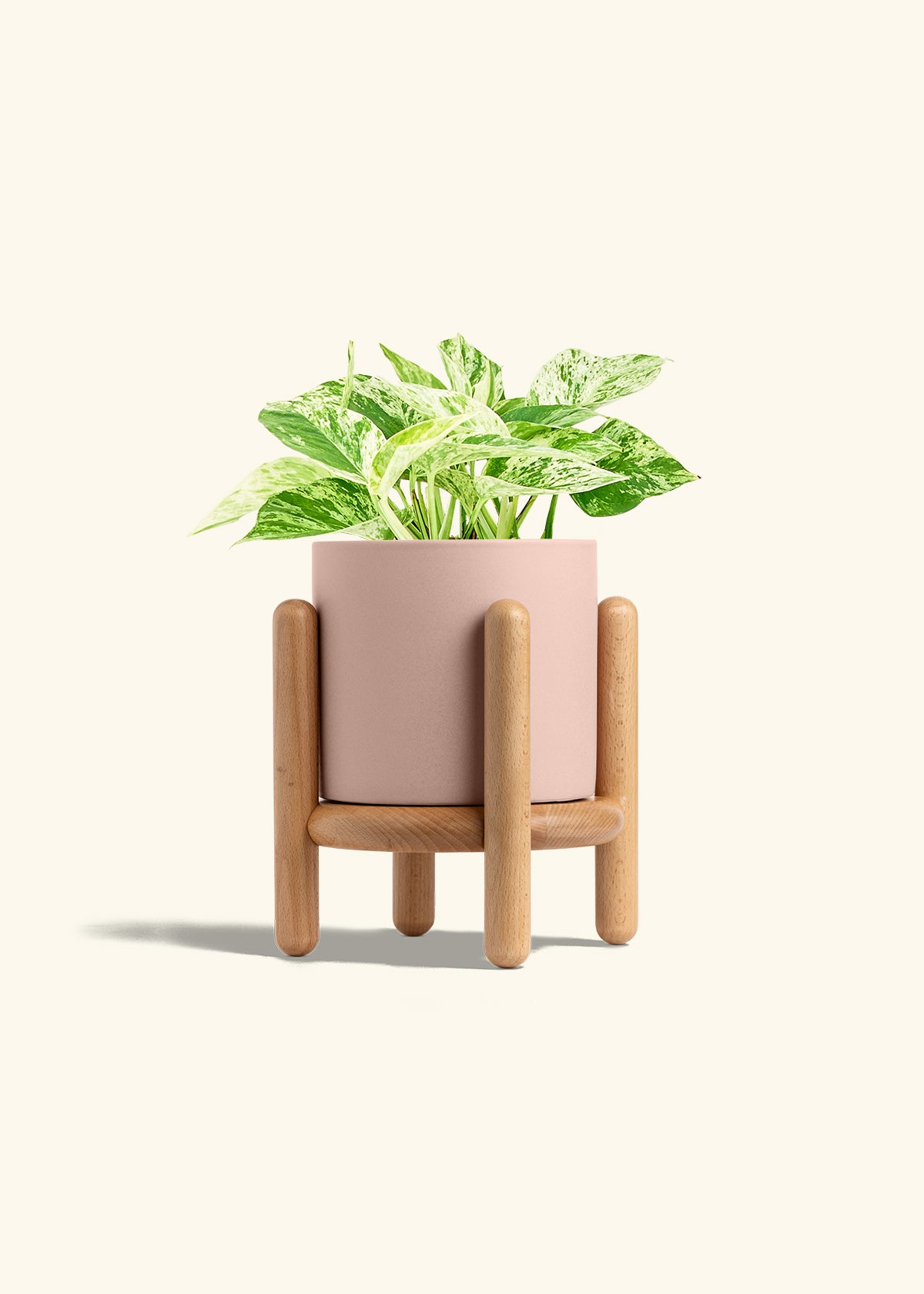 Pothos Marble Queen in a 6 inches Pink Classic Cylinder Planter in a Beech Wood Stand