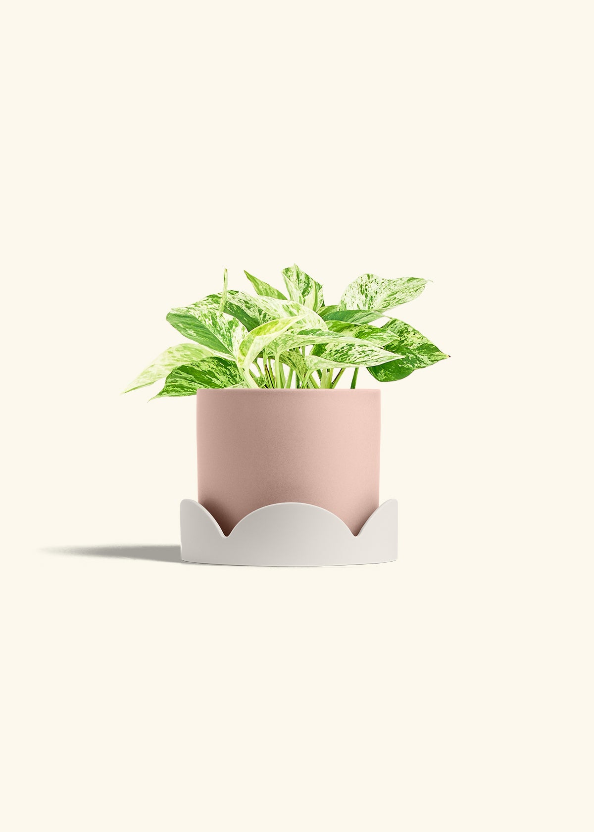 Pothos Marble Queen in a 6 inches Pink Classic Cylinder Planter in a Oat Petal Drip Tray