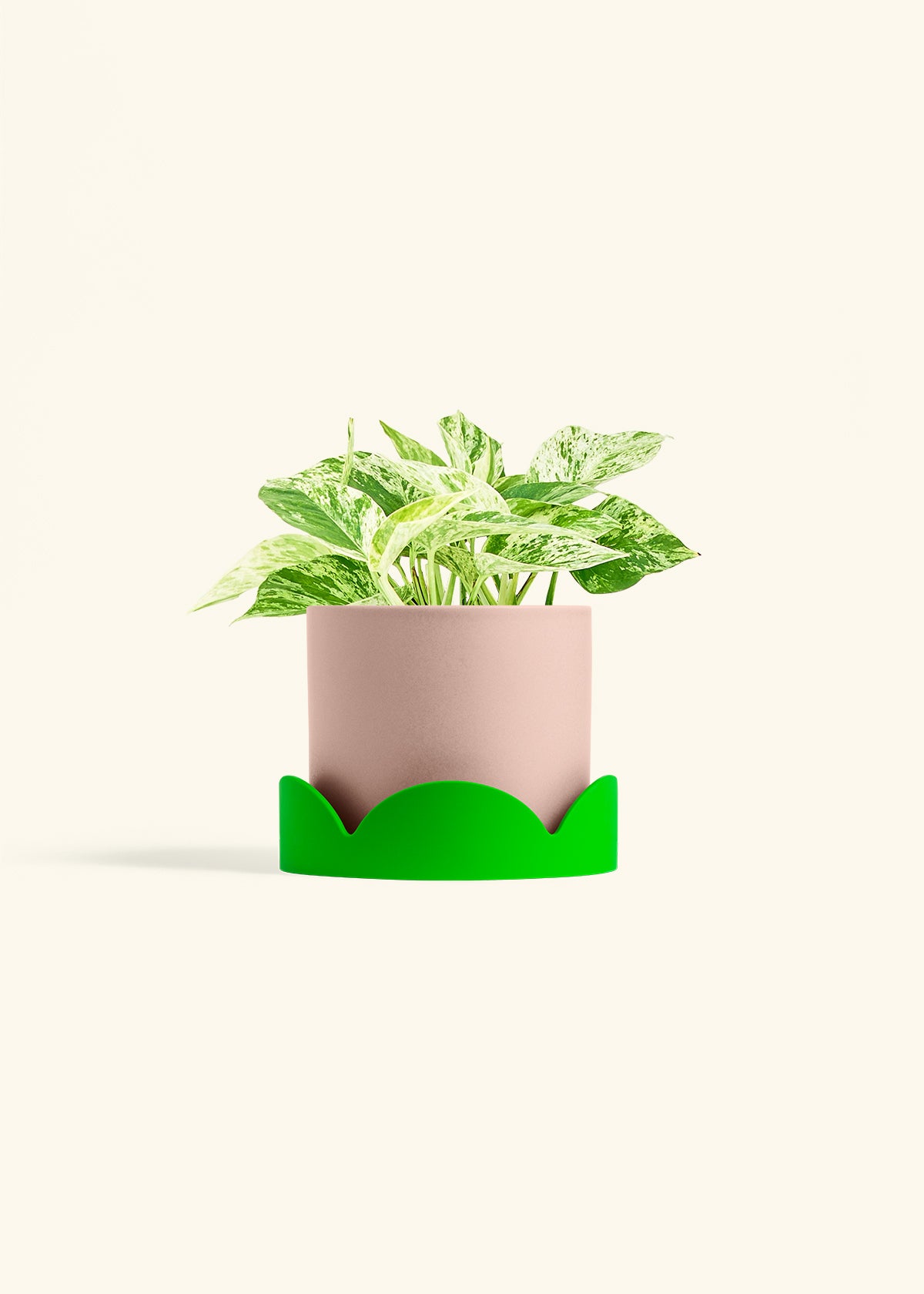 Pothos Marble Queen in a 6 inches Pink Classic Cylinder Planter in a Shamrock Petal Drip Tray