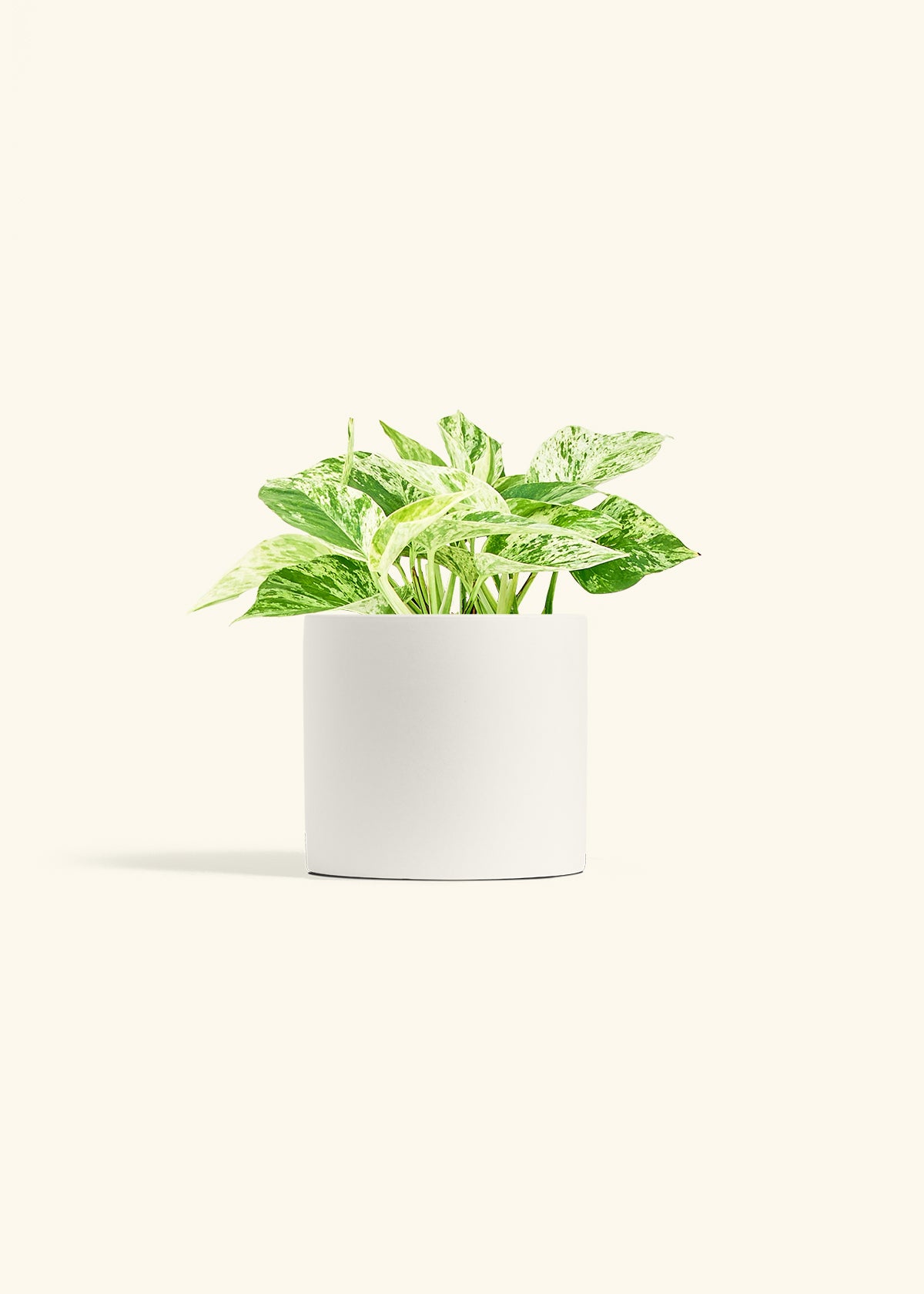 Pothos Marble Queen in a 6 inches White Classic Cylinder Planter 