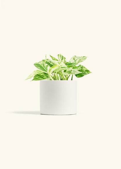 Pothos Marble Queen in a 6 inches White Classic Cylinder Planter 