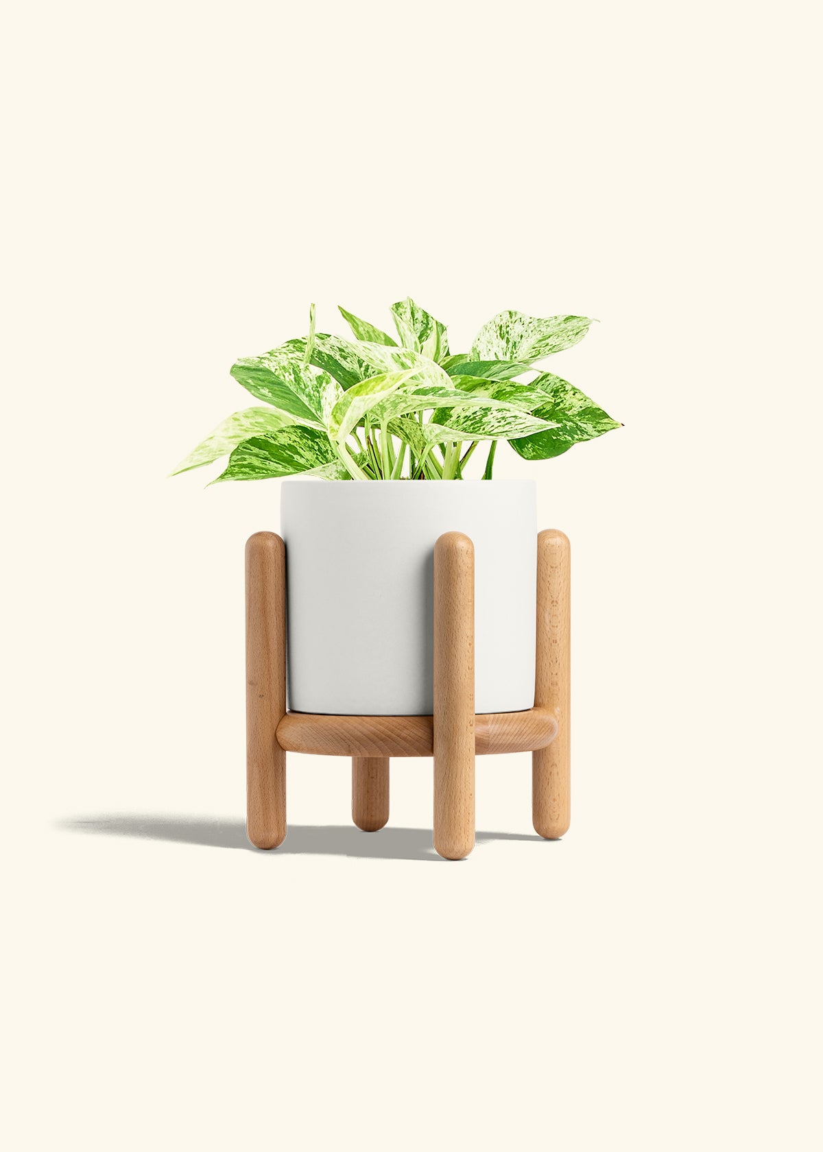 Pothos Marble Queen in a 6 inches White Classic Cylinder Planter in a Beech Wood Stand