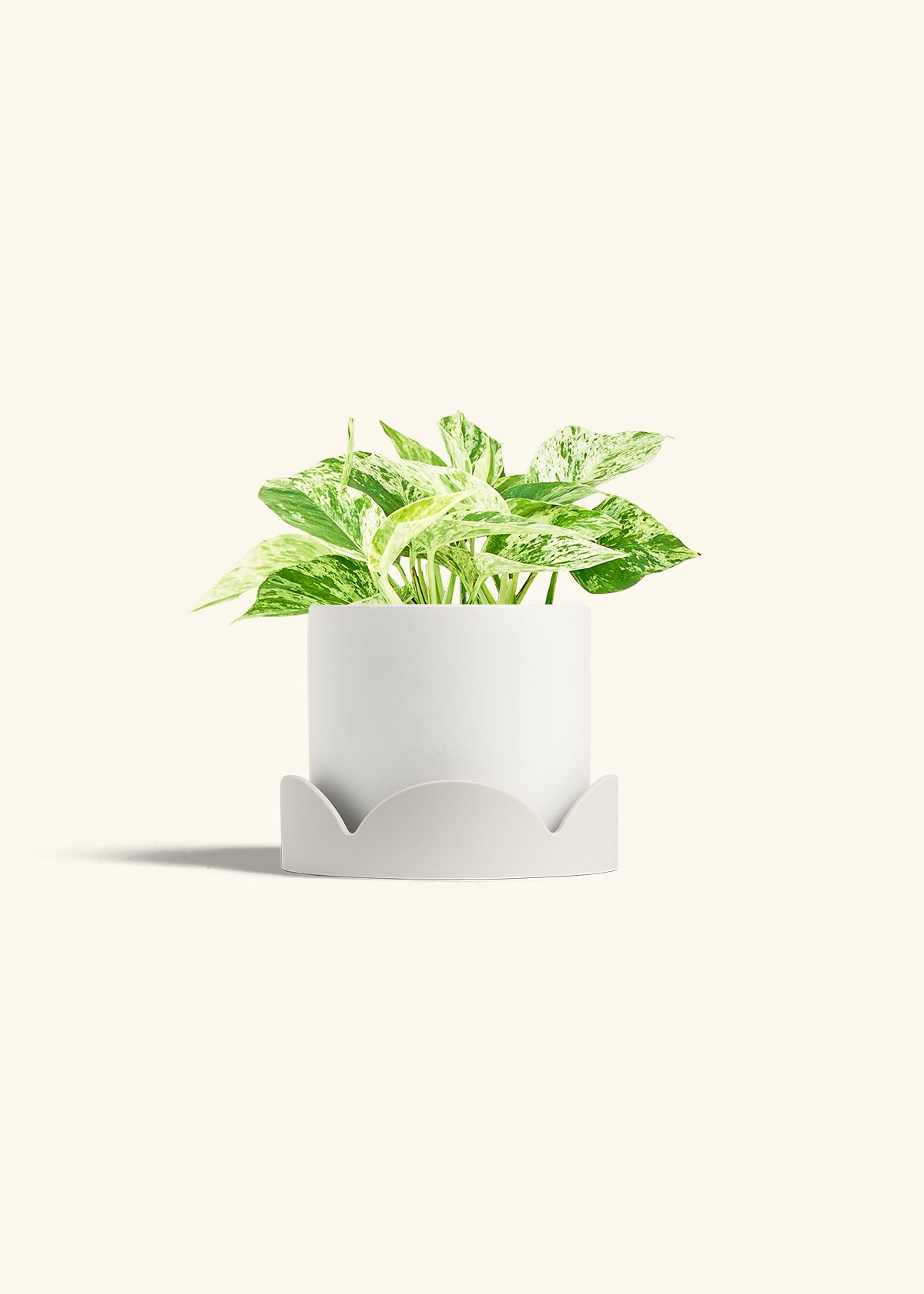 Pothos Marble Queen in a 6 inches White Classic Cylinder Planter in a Oat Petal Drip Tray
