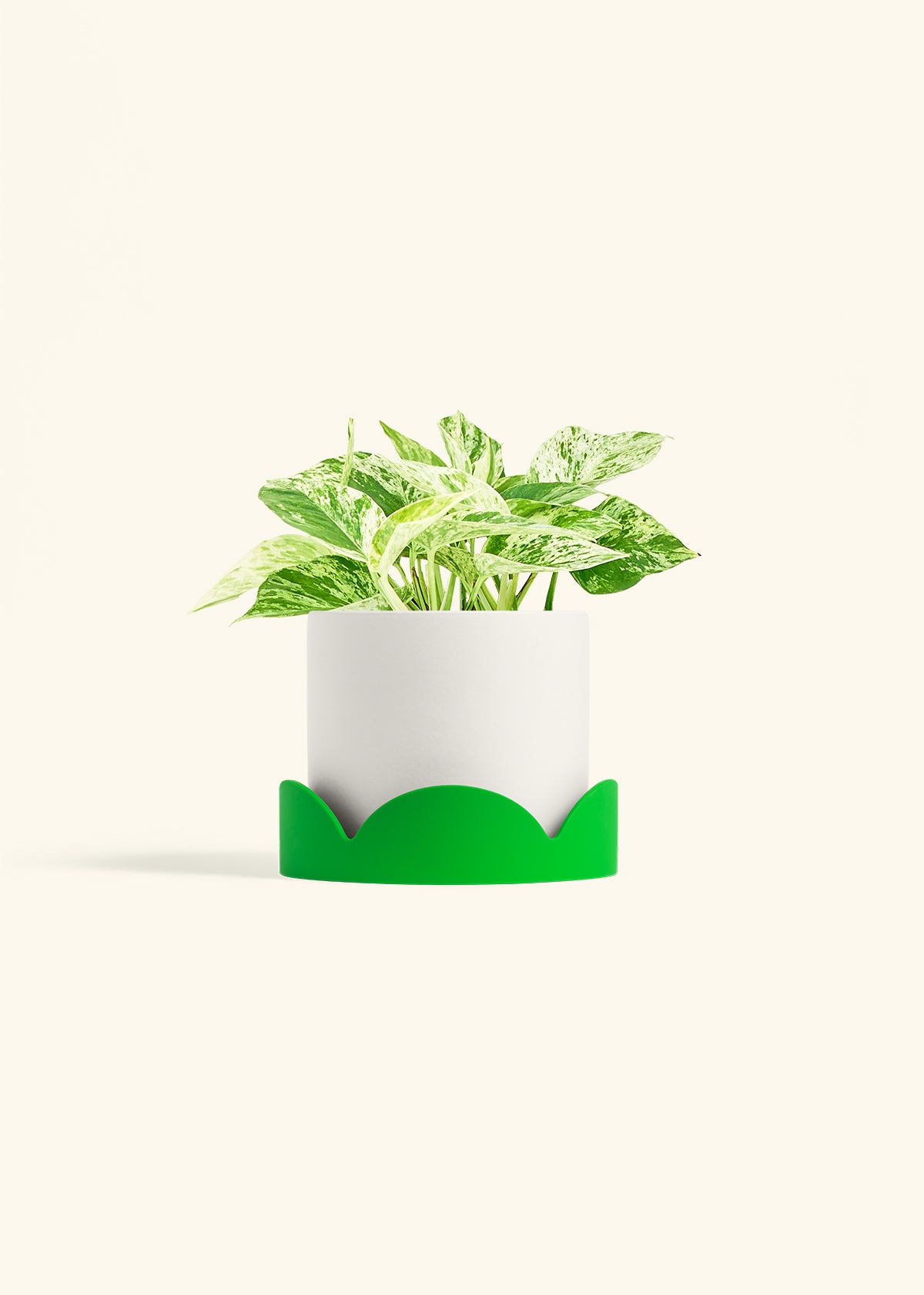 Pothos Marble Queen in a 6 inches White Classic Cylinder Planter in a Shamrock Petal Drip Tray