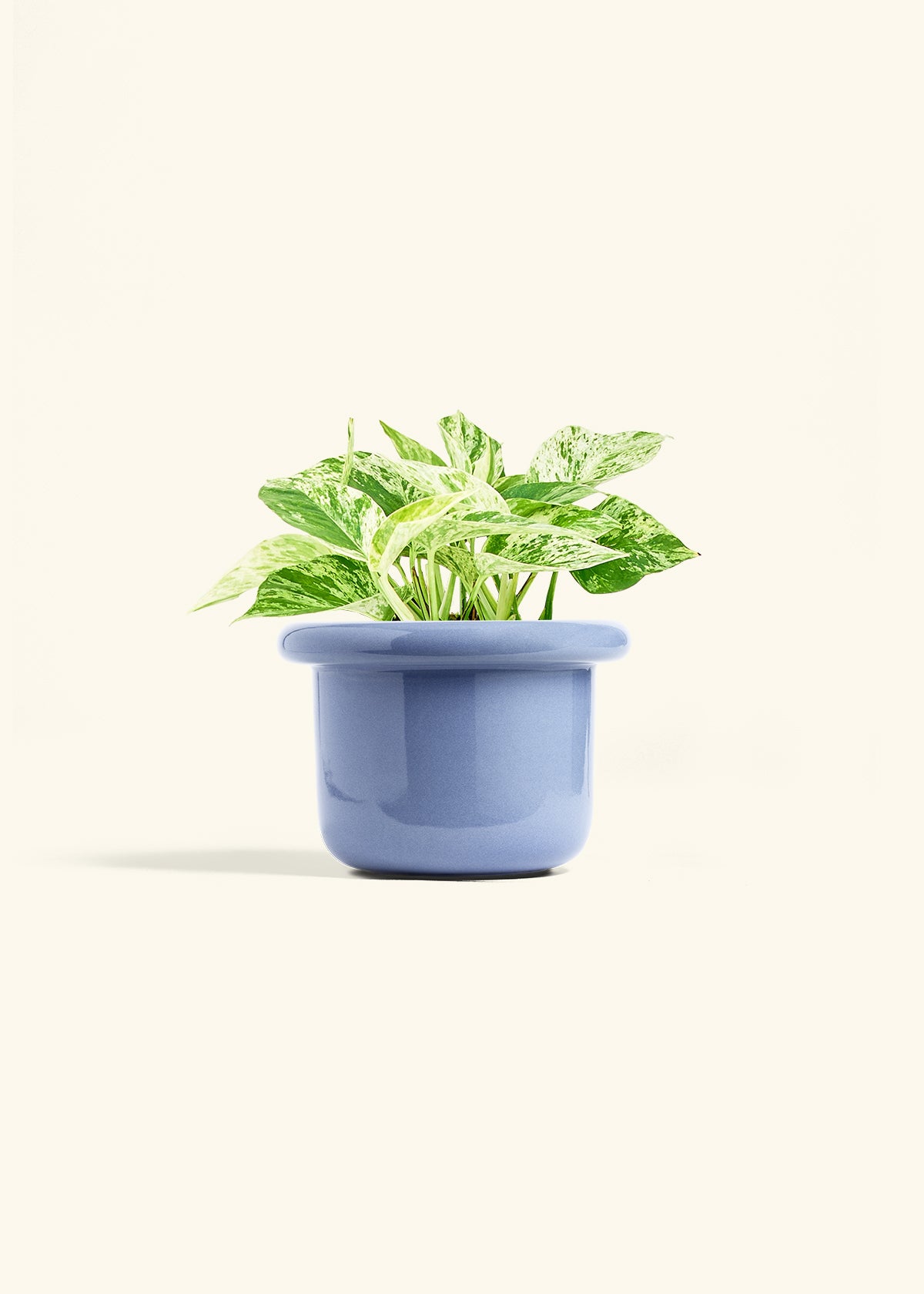 Pothos Marble Queen in a 6 inches Fat Lip Blue Planter