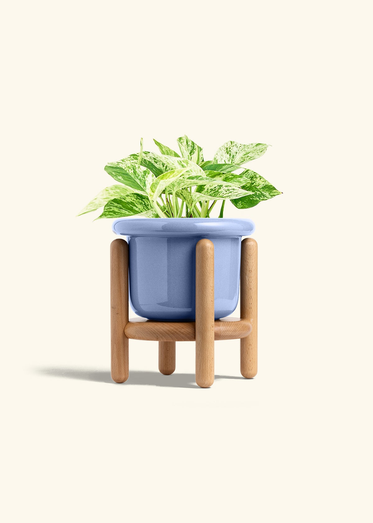 Pothos Marble Queen in a 6 inches Fat Lip Blue Planter in a Beech Wood Stand