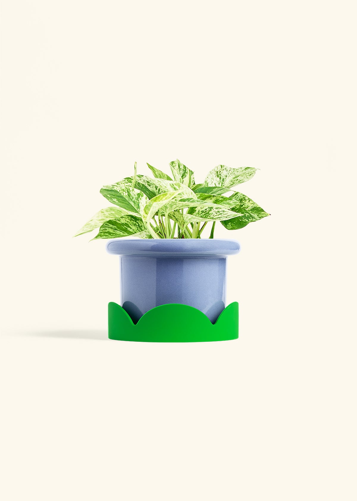 Pothos Marble Queen in a 6 inches Fat Lip Blue Planter in a Shamrock Petal Drip Tray