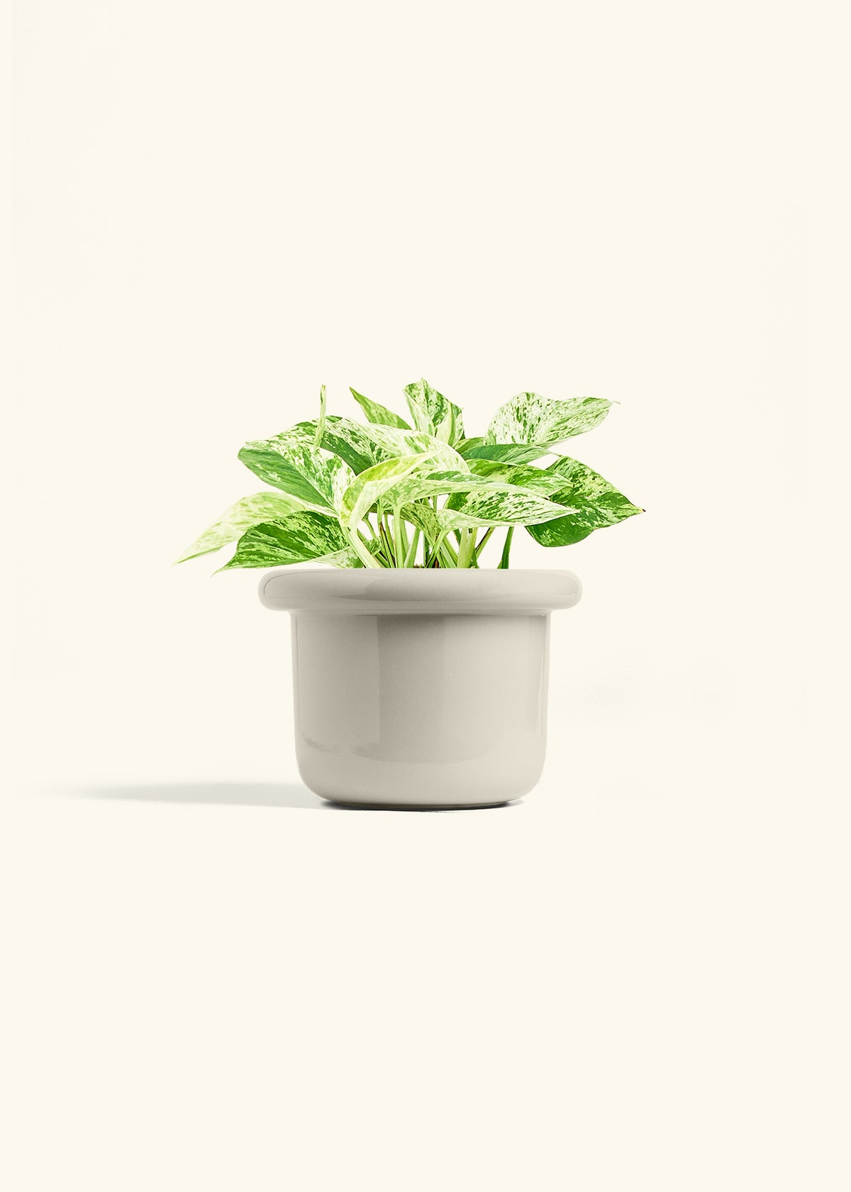 Pothos Marble Queen in a 6 inches Fat Lip Oat Planter in a Oat Petal Drip Tray