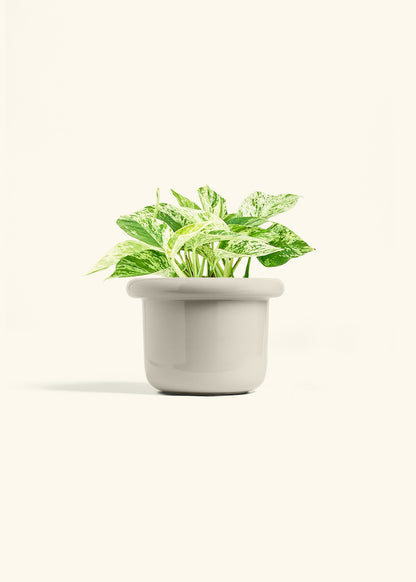 Pothos Marble Queen in a 6 inches Fat Lip Oat Planter in a Oat Petal Drip Tray