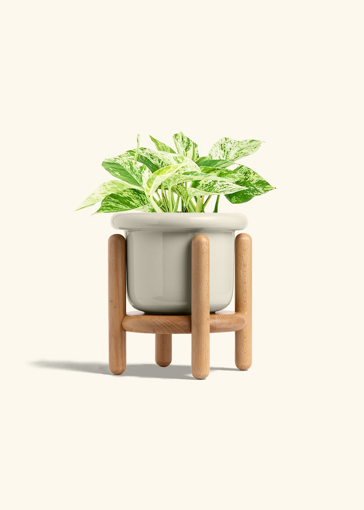 Pothos Marble Queen in a 6 inches Fat Lip Oat Planter in a Beech Wood Stand