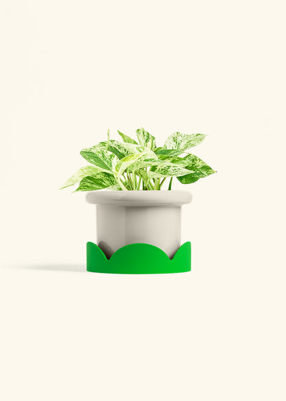 Pothos Marble Queen in a 6 inches Fat Lip Oat Planter in a Shamrock Petal Drip Tray