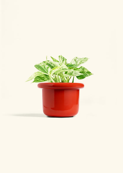 Pothos Marble Queen in a 6 inches Fat Lip Red Planter 
