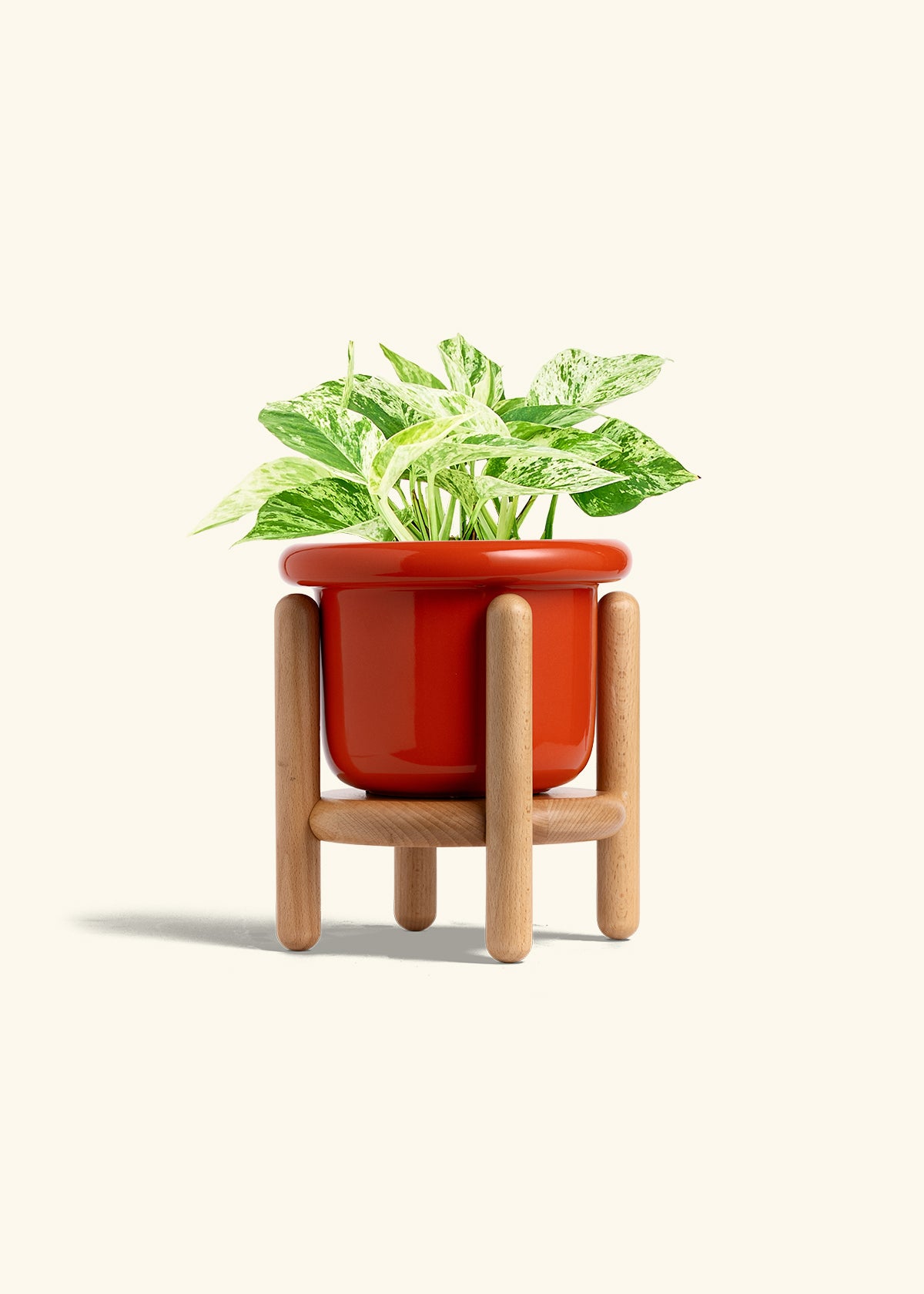 Pothos Marble Queen in a 6 inches Fat Lip Red Planter in a Beech Wood Stand
