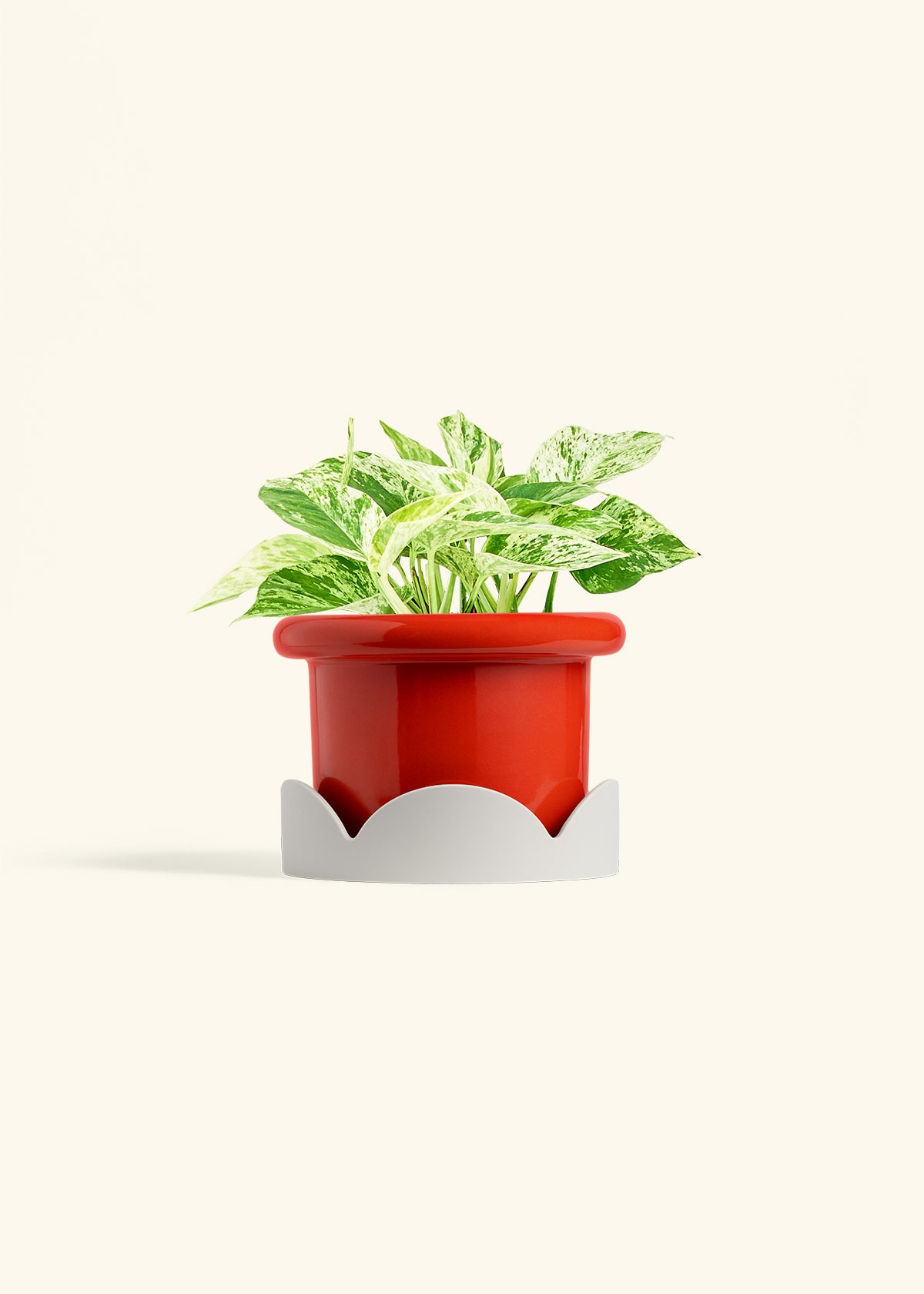 Pothos Marble Queen in a 6 inches Fat Lip Red Planter in a Shamrock Petal Drip Tray