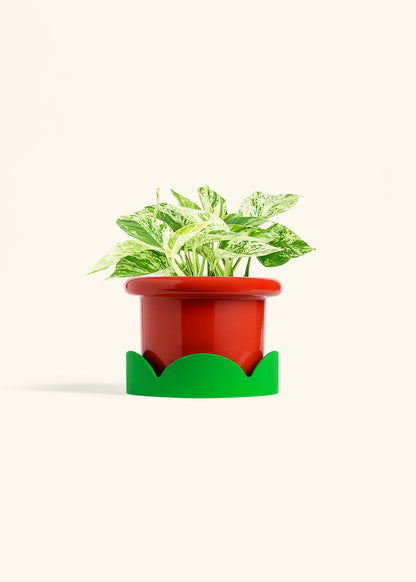 Pothos Marble Queen in a 6 inches Fat Lip Red Planter in a Oat Petal Drip Tray