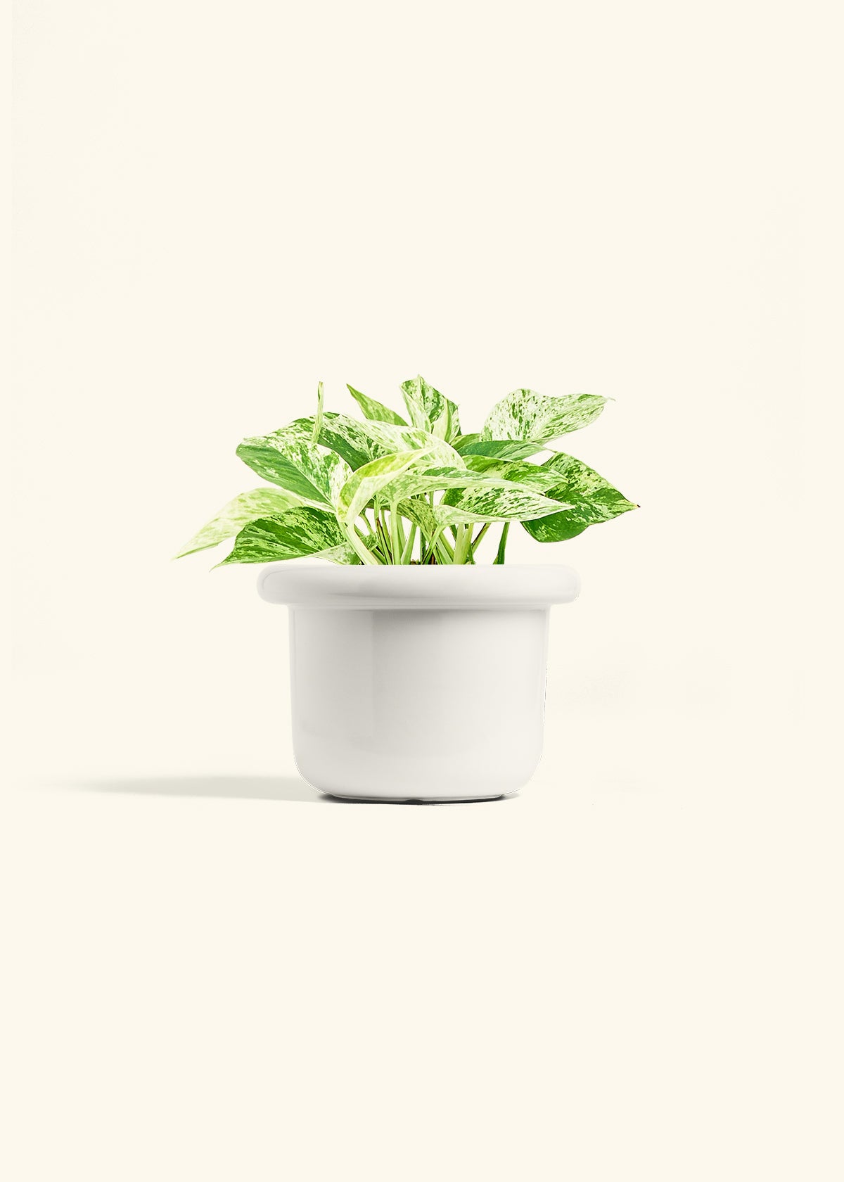 Pothos Marble Queen in a 6 inches Fat Lip White Planter 