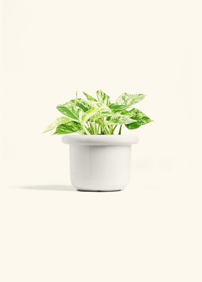 Pothos Marble Queen in a 6 inches Fat Lip White Planter 