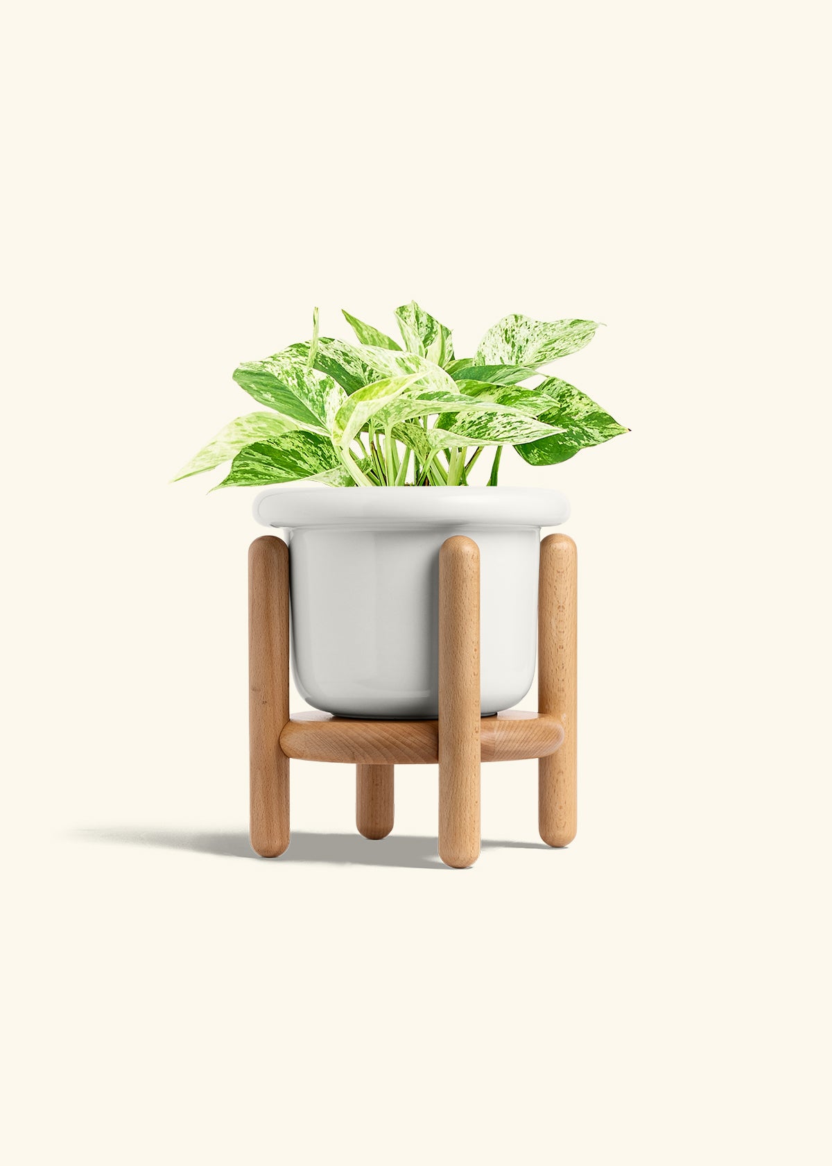Pothos Marble Queen in a 6 inches Fat Lip White Planter in a Beech Wood Stand