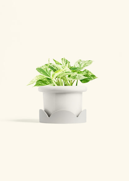 Pothos Marble Queen in a 6 inches Fat Lip White Planter in a Oat Petal Drip Tray