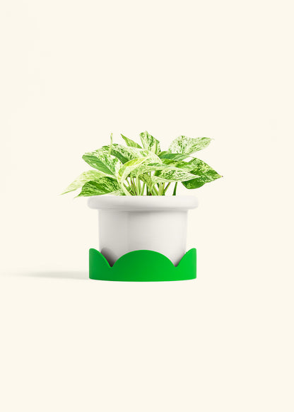 Pothos Marble Queen in a 6 inches Fat Lip White Planter in a Shamrock Petal Drip Tray