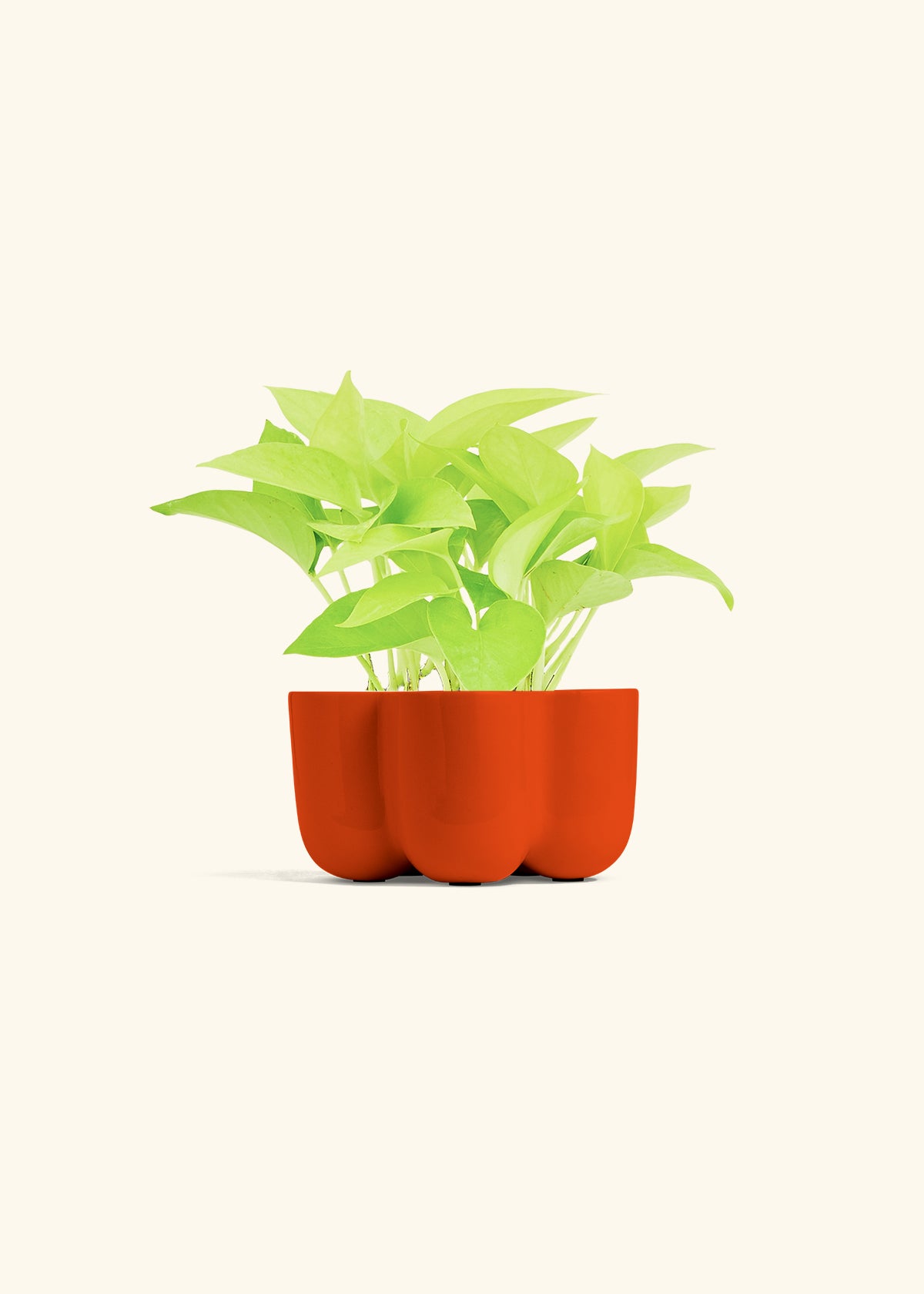 Neon Pothos in a 4 inches in a Red Petal Planter